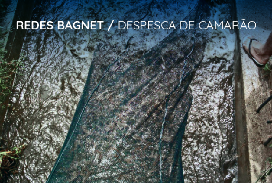 Rede para camarão: como a BagNet® se encaixa perfeitamente no seu cultivo