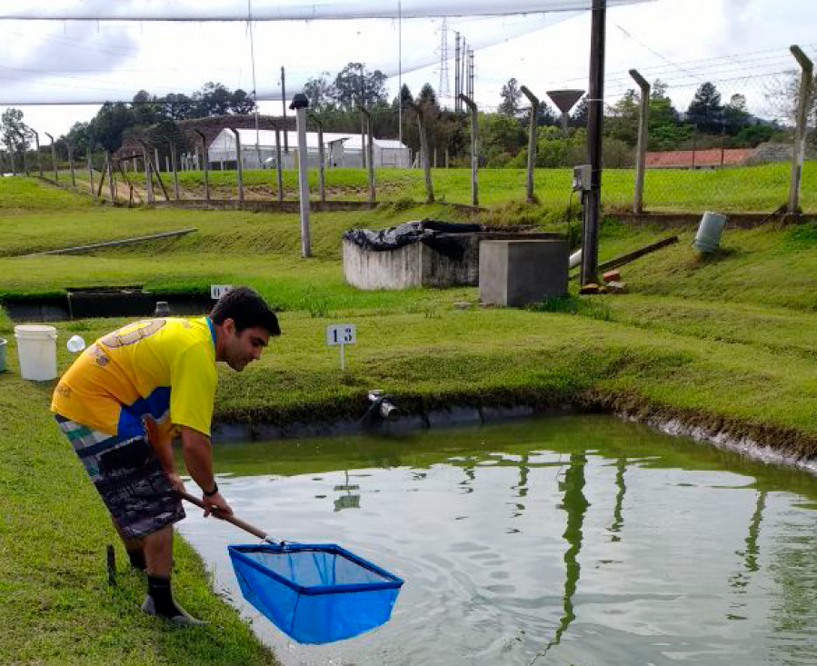 5 melhores espécies de peixes para cultivo e venda