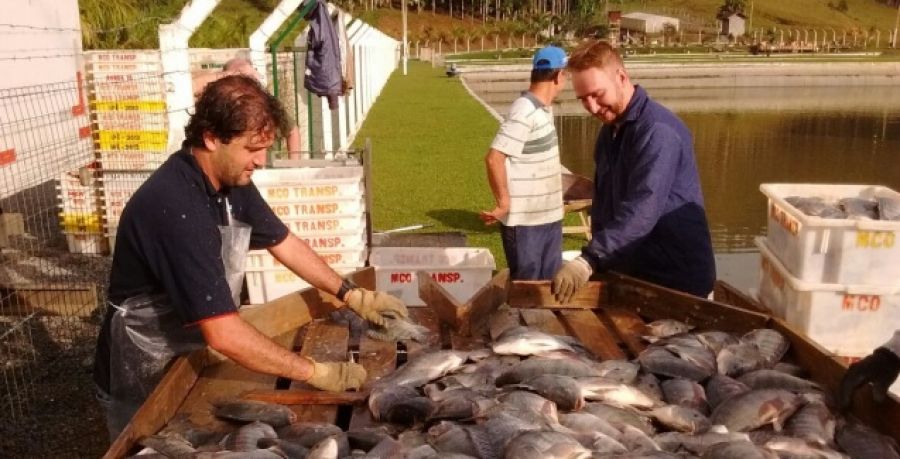 A força da piscicultura catarinense