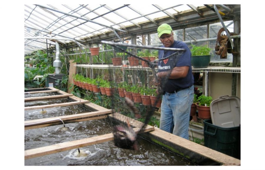 Aquaponia como solução para produção sustentável de alimentos