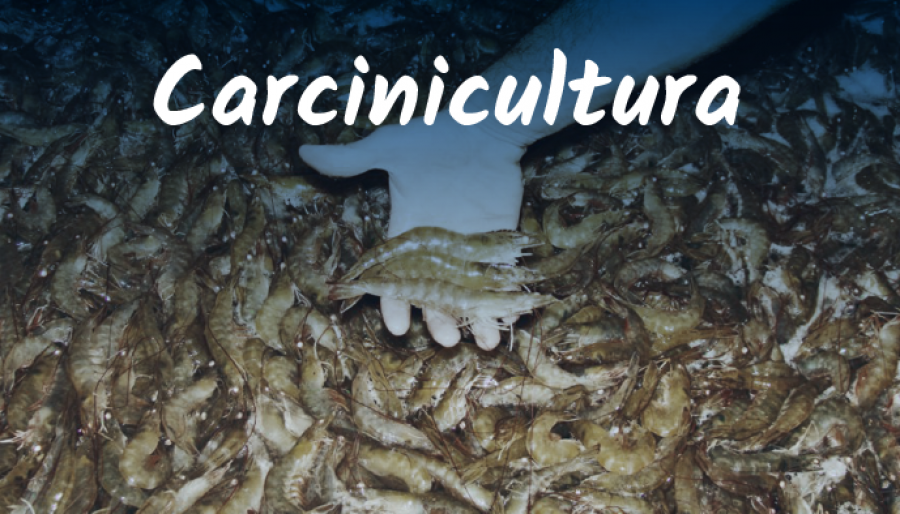Carcinicultura - entenda o mercado da criação de camarões