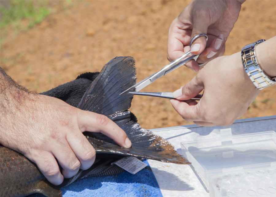 Cientistas sequenciam genoma de peixes brasileiros