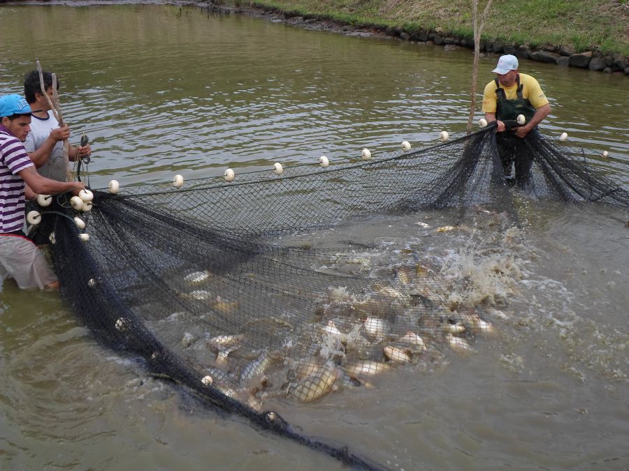 Conservação das redes de pesca: Cinco dicas de cuidados básicos - Engepesca  - Redes para Aquicultura