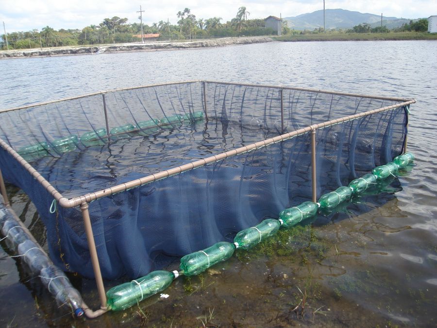 Criação de peixes em cativeiro pode ser uma excelente alternativa de negócio