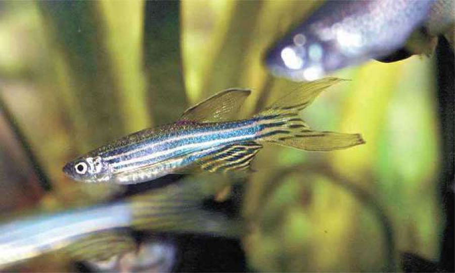 Criação de peixes ornamentais consolida polo mineiro de piscicultura