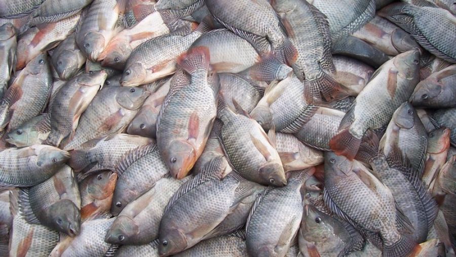 Criação de tilápia, peixe mais consumido no Brasil, teve alta de 8% em 2017