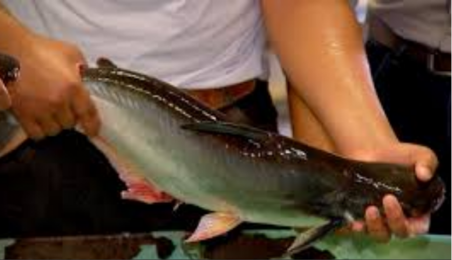 Etec de Monte Aprazível produz peixe vietnamita em cativeiro