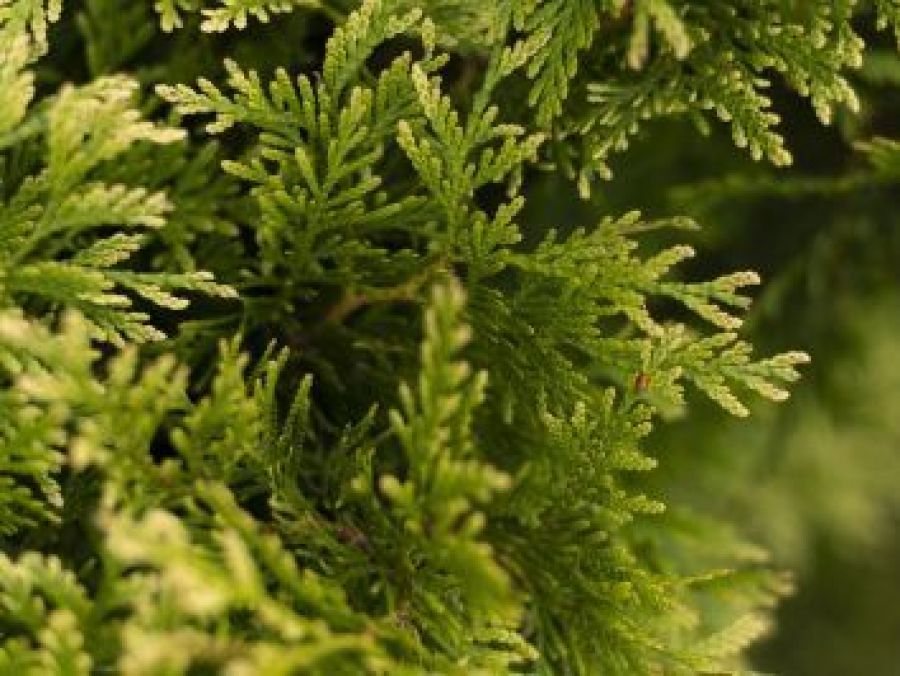 Extrato da planta Artemisia Annua melhora imunidade e ganho de peso da Tilápia