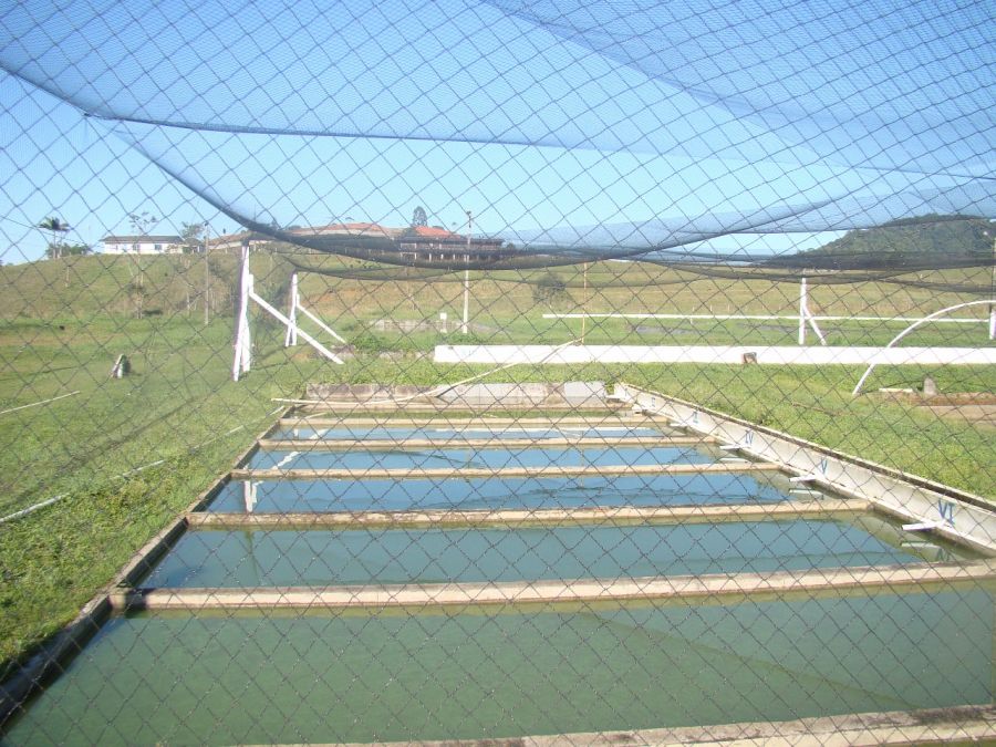 Fertilização de viveiros de camarão