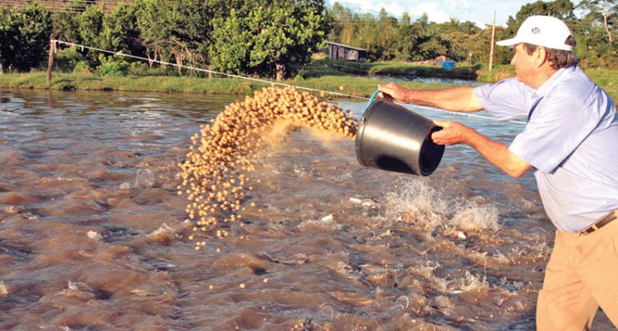 Importância da alimentação dos peixes