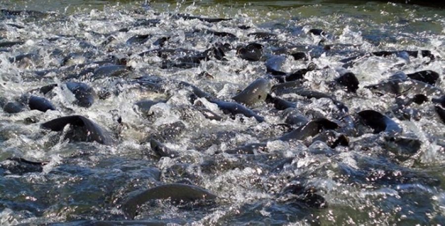 Manejo adequado reduz impactos do frio na piscicultura