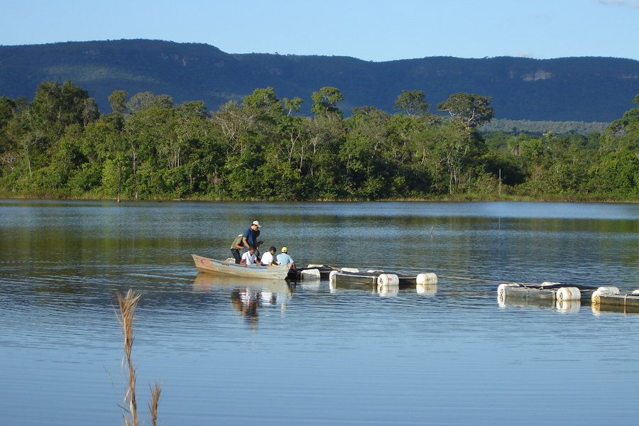 Minas Gerais avança no ranking nacional de criação de peixes