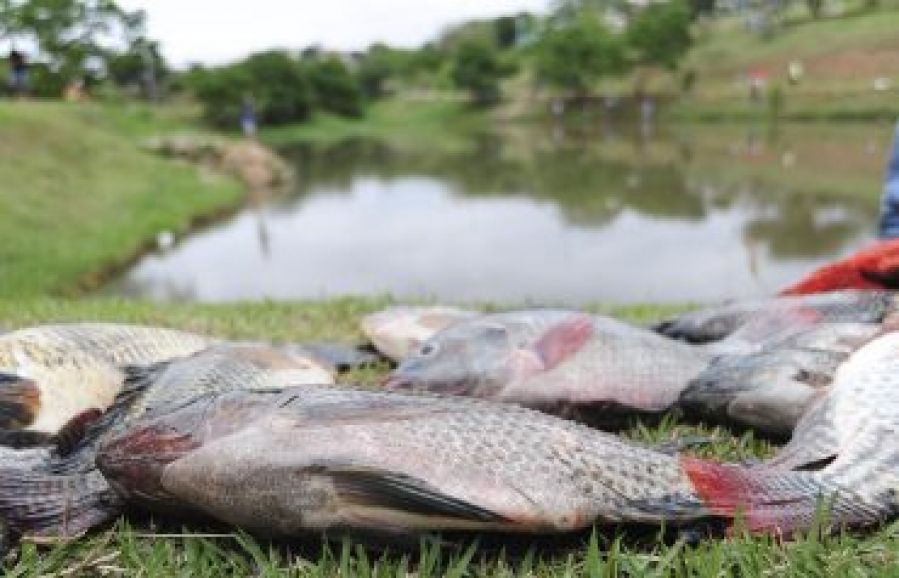 O que é decoada e como pode afetar o cultivo de peixes?