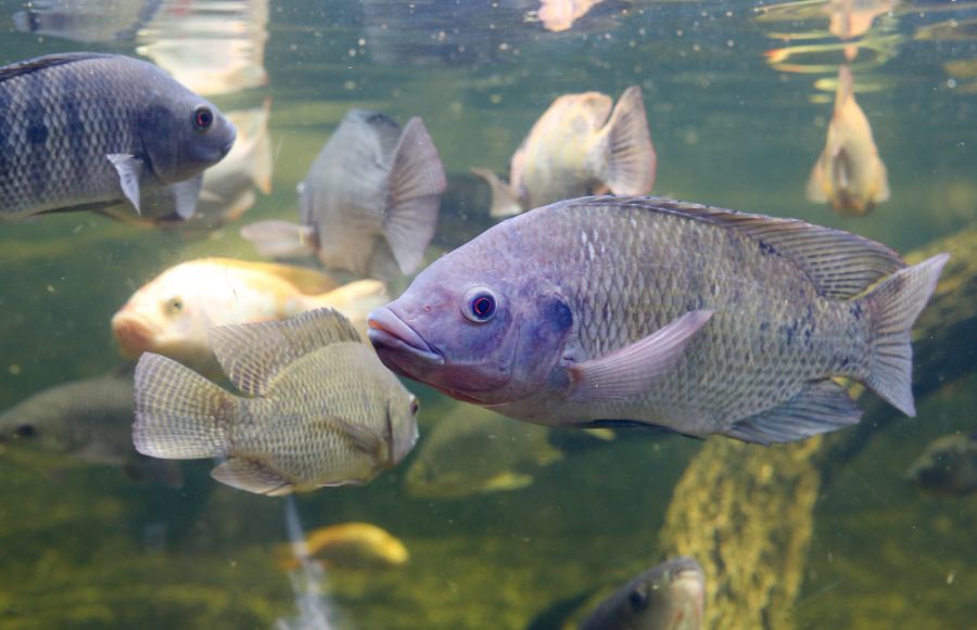 Tilápia: O segundo peixe mais consumido do mundo