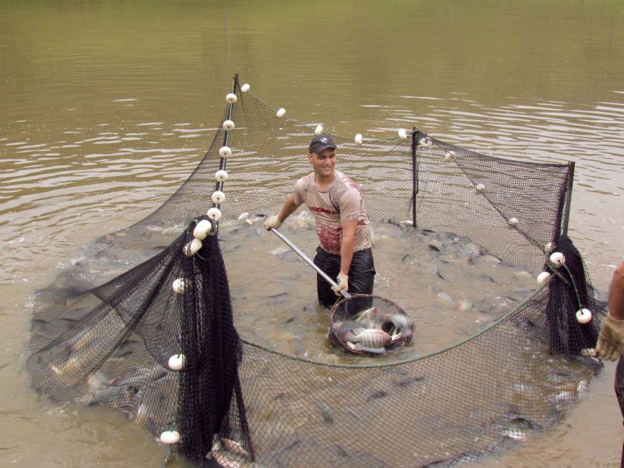 O uso do oxigênio puro na aquicultura