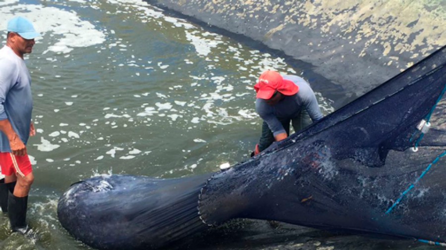 Os melhores peixes para piscicultura no Brasil