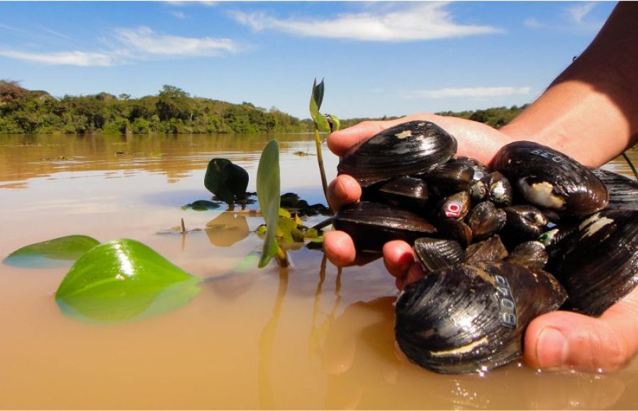 Os moluscos bivalves de água doce do Brasil – Potencial ainda não aproveitado pela aquicultura