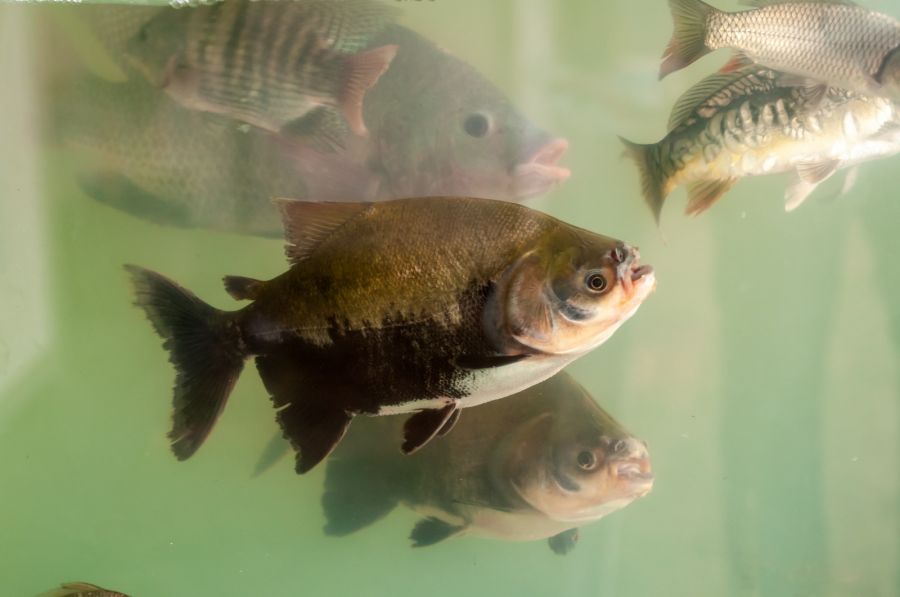 Os pescados mais rentáveis no Brasil 