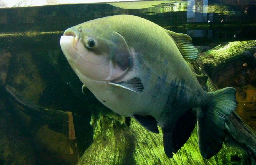 Parasitos de tambaqui são controlados com resíduos de bananeira