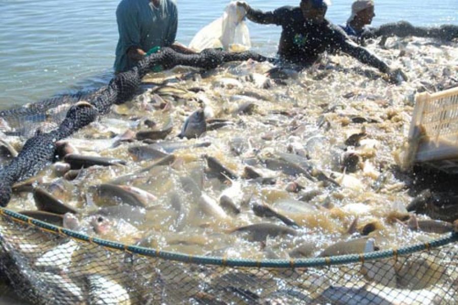 Peixe acreano é apresentado em feiras nacionais e internacionais