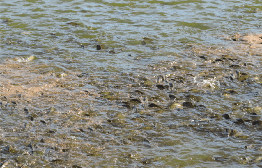 Peixe BR apresenta “Demandas de pesquisas” para Embrapa Pesca e Aquicultura