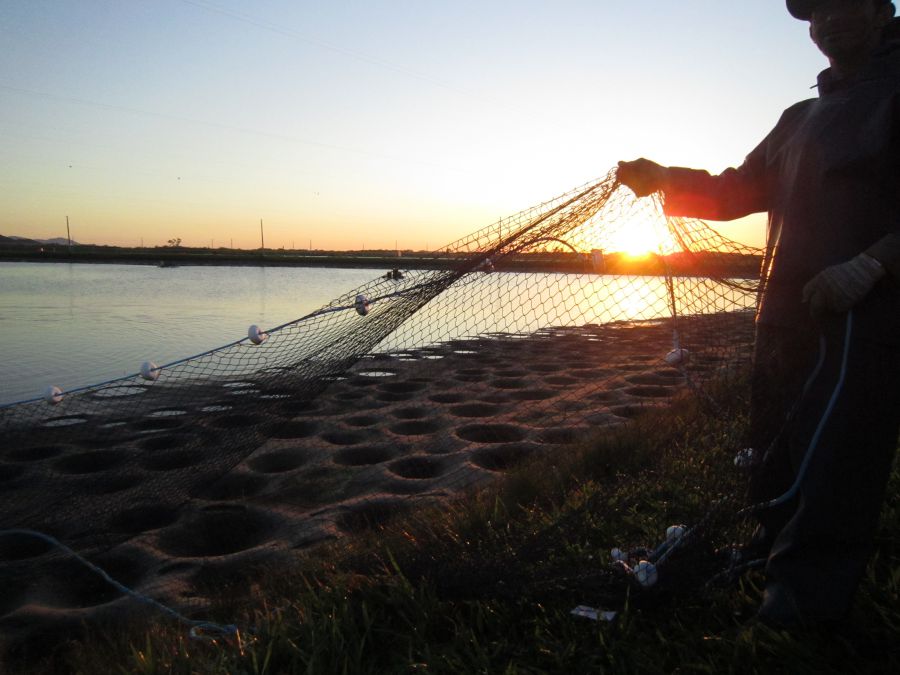 PEIXE BR solicita atenção do MAPA à qualidade dos peixes importados