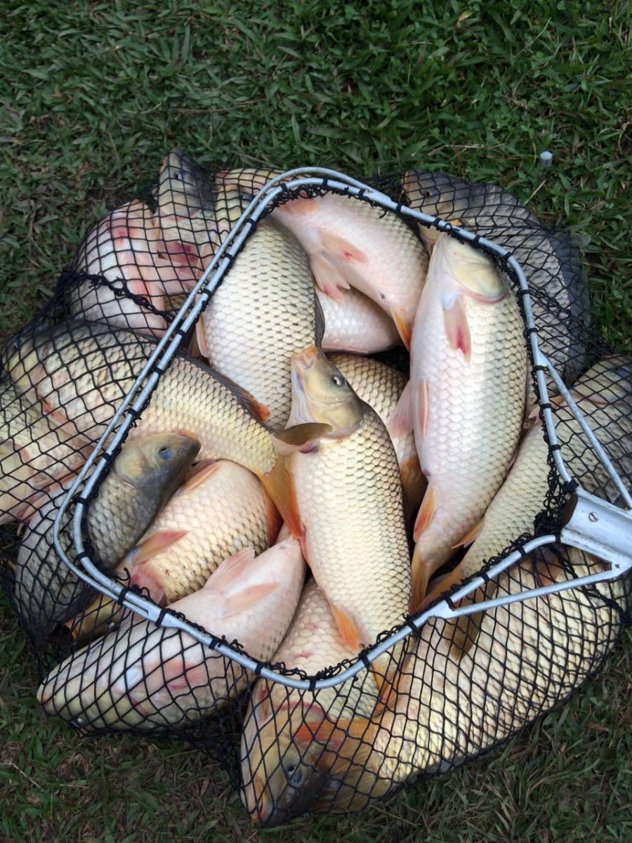 Peixe mais seguro para comer é o da piscicultura