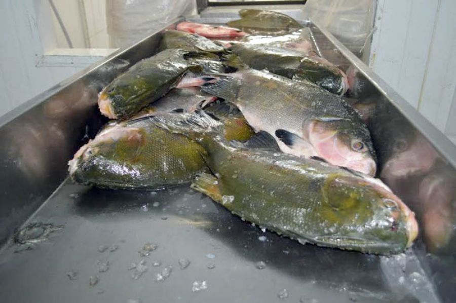 Pescado de Rondônia está em alta