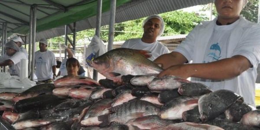 Piscicultores alagoanos comemoram aumento de vendas