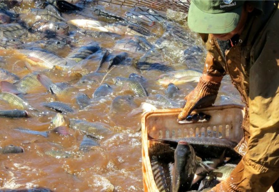 Piscicultura no Paraná – rumo as 100 mil toneladas!