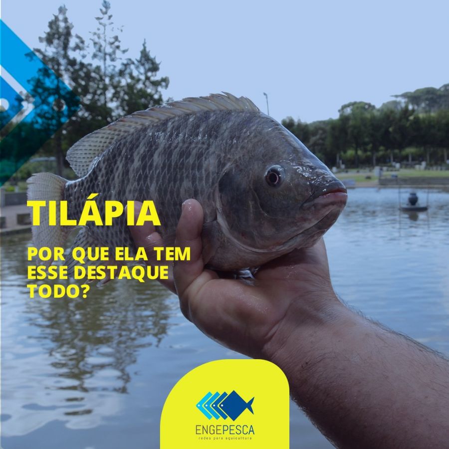 Por que a tilápia ganhou tanto espaço e é hoje um dos peixes favoritos na exportação?