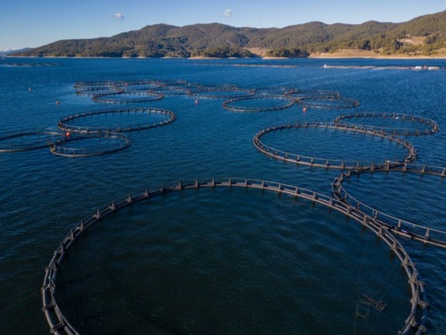 Predadores na piscicultura: como proteger a criação de peixes?