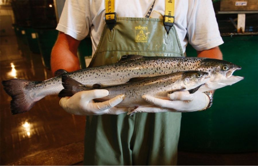 Primeiro salmão geneticamente modificado é vendido no Canadá