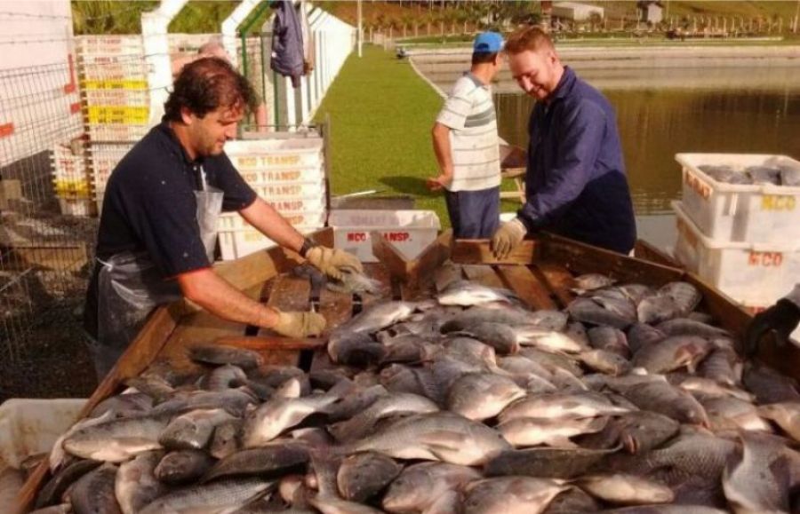 Produção de peixe no Brasil deve crescer 10% este ano