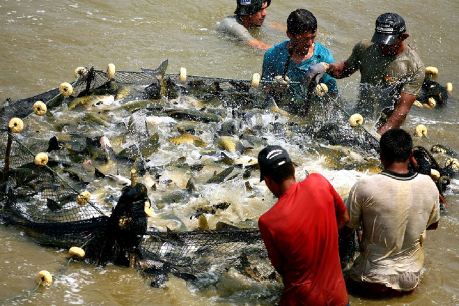 Produção de peixes é abundante em Rondônia, mas emperra na comercialização