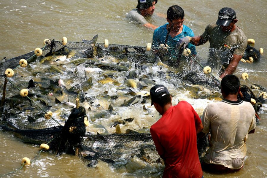 Produção de peixes é abundante em Rondônia, mas emperra na comercialização  - Engepesca - Redes para Aquicultura