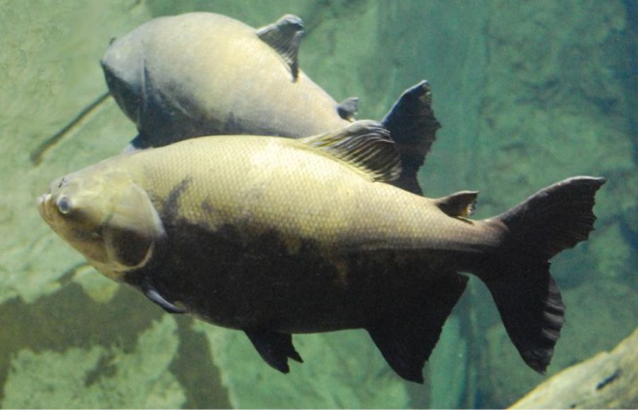 Produção de peixes em Rondônia é expandida com apoio do governo