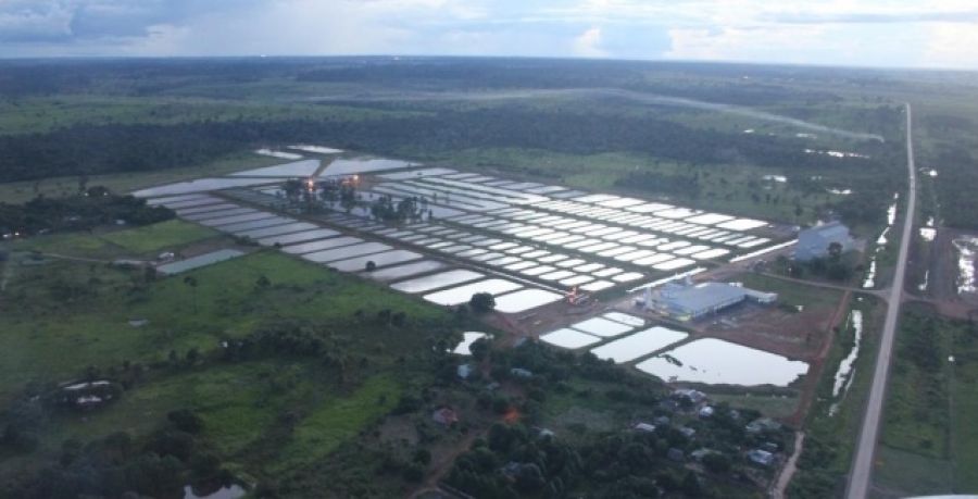 Produtores investem na criação de peixes da espécie Trairão da Amazônia, no interior do ES