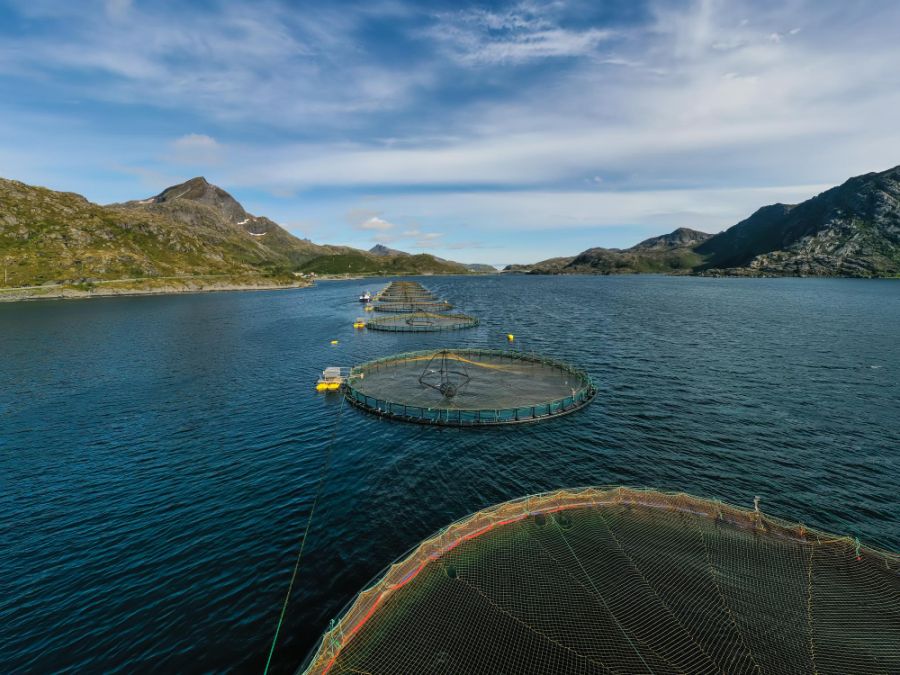 Projeção para 2022 na aquicultura