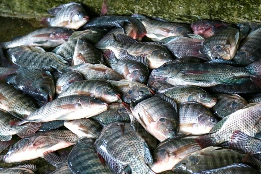 Riqueza rural: Schroeder terá o primeiro abatedouro de peixes da região