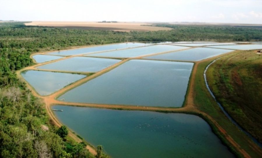 Saiba como funciona o sistema intensivo de criação de peixes
