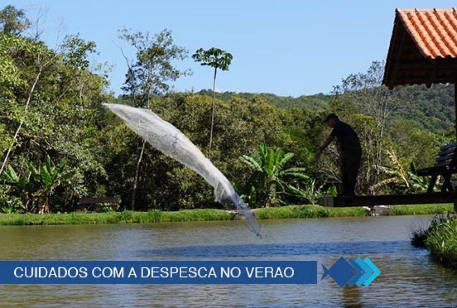 Saiba quais devem ser os cuidados com a piscicultura no verão