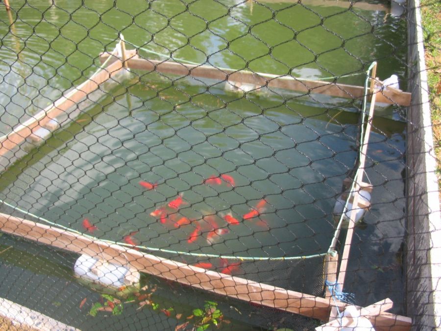 Saiba tudo sobre a proteína hidrolisada de frango na aquicultura