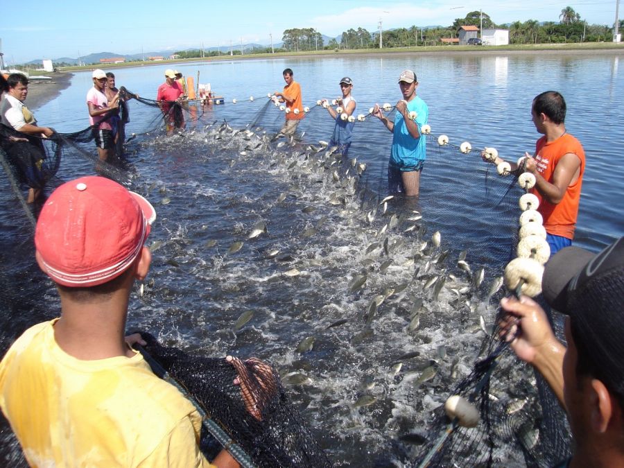 Saúde e segurança do trabalhador na criação de peixes