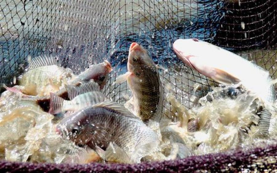 Sebrae e Embrapa lançam maratona para criar aplicativo de gestão na aquicultura