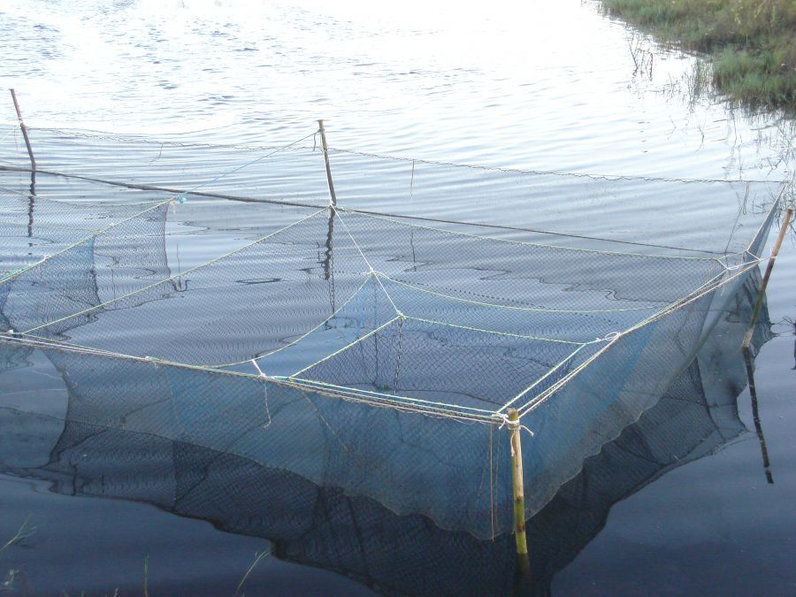 Tanque-rede: Saiba mais sobre esse sistema de criação de peixes