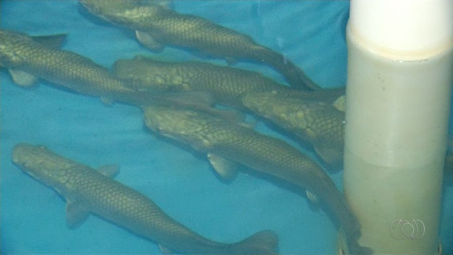 Tocantins se torna referência no melhoramento do pescado
