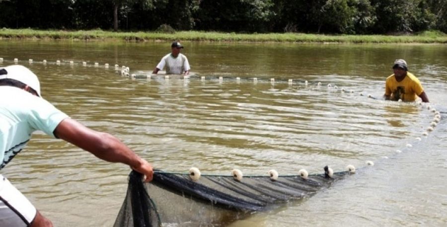 Zootec 2017 debate os desafios da aquicultura brasileira