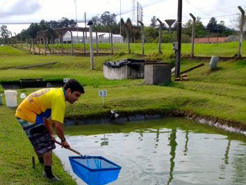 5 melhores espécies de peixes para cultivo e venda