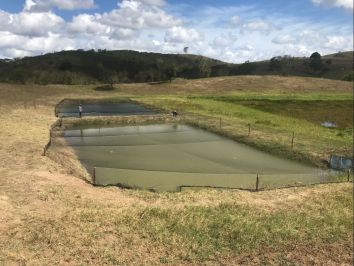 Adubação dos tanques de piscicultura tem alto rendimento 